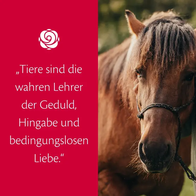 Von den Tieren lernen wir die wertvollsten Lektionen ❤️

#rosengarten #rosengartentierbestattung #tierbestattung #liebe...